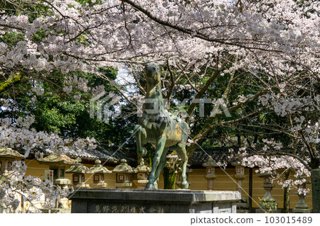 Cherry blossoms and bronze horses in front of Haraedo Shrine, Kotohira-gu Shrine in spring 103015489