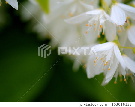 4月盛開的白色姫鐵花 4月盛開的白色姫鐵花 103016135