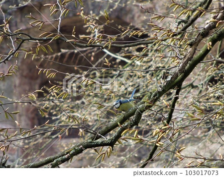 藍鳥 藍鳥 103017073