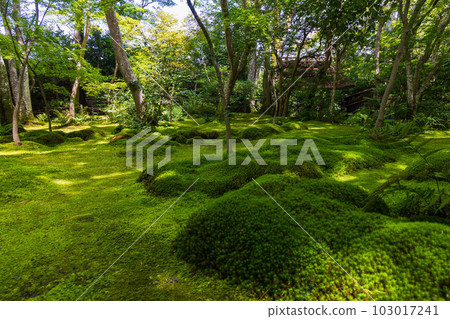 京都嵯峨嵐山的夏天，青苔茂盛的只王寺 103017241