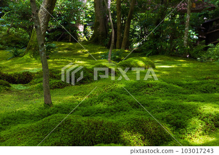 京都嵯峨嵐山的夏天，青苔茂盛的只王寺 103017243