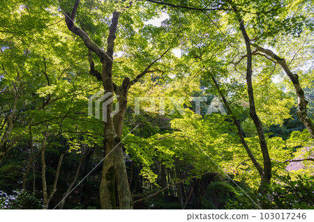 Summer in Saga-Arashiyama, Kyoto: Gio-ji Temple with lush greenery 103017246