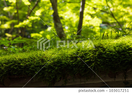 京都嵯峨嵐山的夏天,青苔茂盛的只王寺 京都嵯峨嵐山的夏天,青苔茂盛的只王寺 103017251