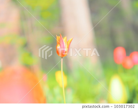 Beautiful scenery of Hokkaido Ueno farm tulip field Beautiful scenery of Hokkaido Ueno farm tulip field 103017302
