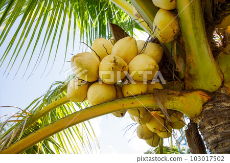 A rich harvest of coconuts. Ripe coconuts hanging on a palm tree. A rich harvest of coconuts. Ripe coconuts hanging on a palm tree. 103017502
