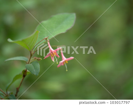 Pink mountain warbler Kagura blooming in April Pink mountain warbler Kagura blooming in April 103017797