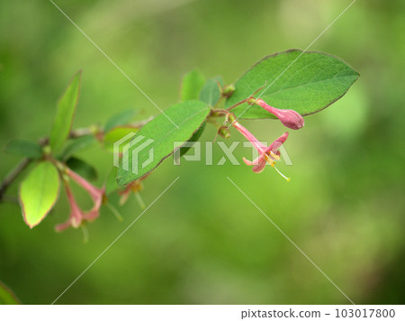 Pink mountain warbler Kagura blooming in April Pink mountain warbler Kagura blooming in April 103017800