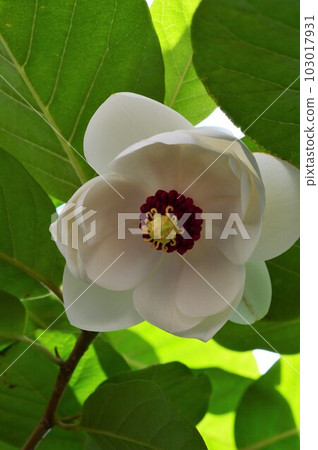 大山蓮花(Oyama lotus)深山蓮花 大山蓮花(Oyama lotus)深山蓮花 103017931