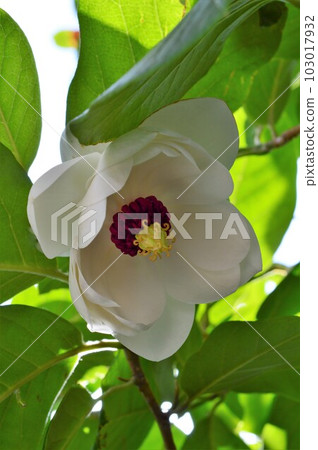 大山蓮花（Oyama lotus）深山蓮花 103017932