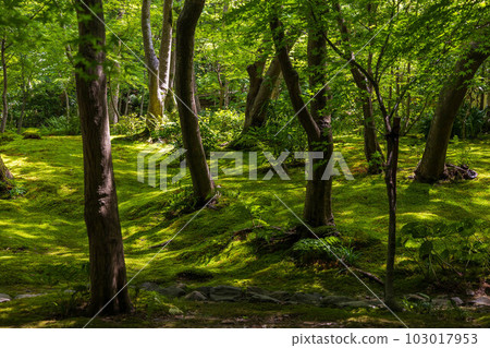 京都嵯峨嵐山的夏天，青苔茂盛的只王寺 103017953