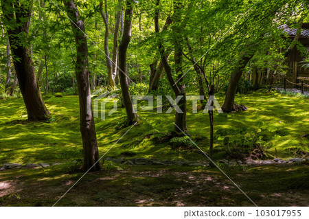 京都嵯峨嵐山的夏天，青苔茂盛的只王寺 103017955