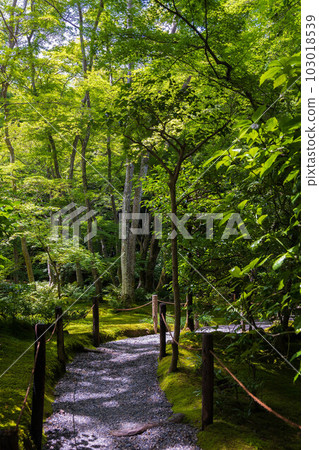 Summer in Saga-Arashiyama, Kyoto Gio-ji Temple with lush green moss Summer in Saga-Arashiyama, Kyoto Gio-ji Temple with lush green moss 103018539