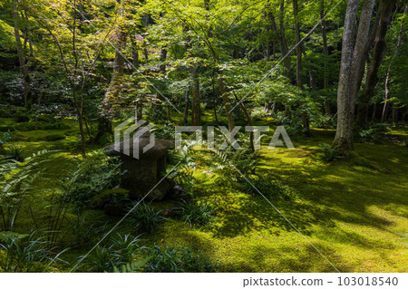京都嵯峨嵐山的夏天,青苔茂盛的只王寺 京都嵯峨嵐山的夏天,青苔茂盛的只王寺 103018540