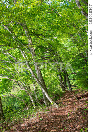 Omine-numa lakeside scenery of fresh greenery Minakami Town 103018567