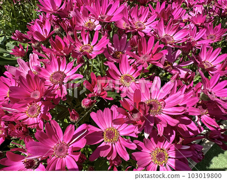 Beautiful Flowers Osteospermum (lat. Osteospermum) Beautiful Flowers Osteospermum (lat. Osteospermum) 103019800