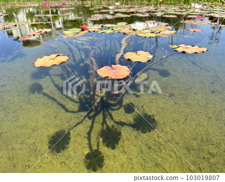 Blooming nymphea in the pond (Lat. - nymphaea caerulea) Blooming nymphea in the pond (Lat. - nymphaea caerulea) 103019807