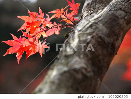 reddish purple autumn leaves 103020203