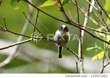 A small bird with an innocent expression in the fresh green. juvenile long-tailed tit A small bird with an innocent expression in the fresh green. juvenile long-tailed tit 103021022