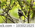 A cute wild bird, long-tailed tit, among the fresh greenery. 103021025