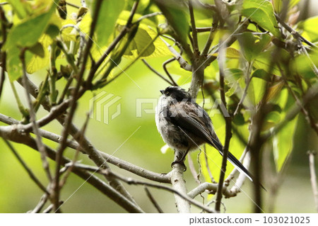 A cute wild bird, long-tailed tit, among the fresh greenery. 103021025