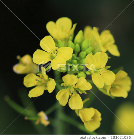 fresh green rape blossoms fresh green rape blossoms 103021026