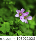 Small wild grass, purple oxalis flower 103021028