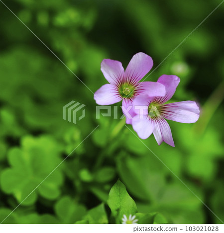 Small wild grass, purple oxalis flower 103021028