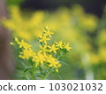 Yellow, pretty, little flowers in full bloom. Mexican stonecrop. 103021032