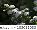 Blooming quietly, small white flowers, Kodemari 103021033