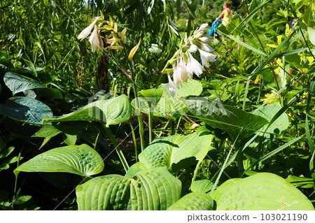 Hosta plantaginea, the fragrant plantain lily or August lily, is species of flowering plant in the family Asparagaceae. The flowering hosta bushes. Ornamental plant for landscaping and garden design. 103021190