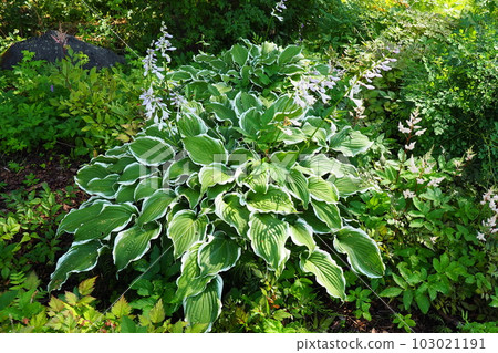 Hosta plantaginea, the fragrant plantain lily or August lily, is species of flowering plant in the family Asparagaceae. The flowering hosta bushes. Ornamental plant for landscaping and garden design. Hosta plantaginea, the fragrant plantain lily or August lily, is species of flowering plant in the family Asparagaceae. The flowering hosta bushes. Ornamental plant for landscaping and garden design. 103021191