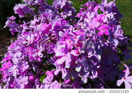 Phlox paniculata, fall phlox, garden phlox, perennial phlox. Phlox is a genus of 68 species of perennial and annual plants in the family Polemoniaceae. Pink purple flowers close up. Phlox paniculata, fall phlox, garden phlox, perennial phlox. Phlox is a genus of 68 species of perennial and annual plants in the family Polemoniaceae. Pink purple flowers close up. 103021193