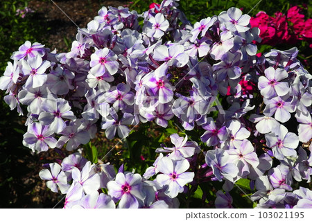 Phlox paniculata, fall phlox, garden phlox, perennial phlox. Phlox is a genus of 68 species of perennial and annual plants in the family Polemoniaceae. Pink purple flowers close up. Phlox paniculata, fall phlox, garden phlox, perennial phlox. Phlox is a genus of 68 species of perennial and annual plants in the family Polemoniaceae. Pink purple flowers close up. 103021195