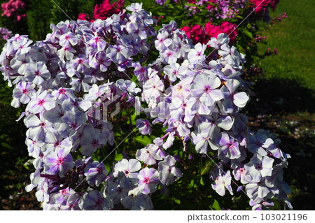Phlox paniculata, fall phlox, garden phlox, perennial phlox. Phlox is a genus of 68 species of perennial and annual plants in the family Polemoniaceae. Pink purple flowers close up. Phlox paniculata, fall phlox, garden phlox, perennial phlox. Phlox is a genus of 68 species of perennial and annual plants in the family Polemoniaceae. Pink purple flowers close up. 103021196