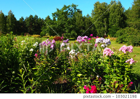 Phlox paniculata, fall phlox, garden phlox, perennial phlox. Phlox is a genus of 68 species of perennial and annual plants in the family Polemoniaceae. Pink purple flowers. Botanical garden 103021198