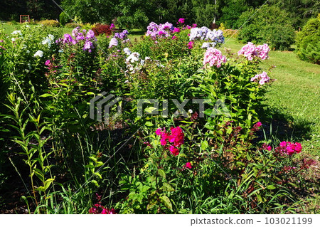 Phlox paniculata, fall phlox, garden phlox, perennial phlox. Phlox is a genus of 68 species of perennial and annual plants in the family Polemoniaceae. Pink purple flowers. 103021199