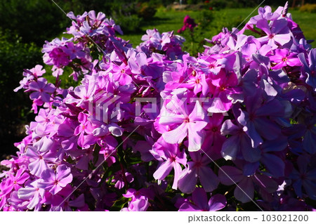 Phlox paniculata, fall phlox, garden phlox, perennial phlox. Phlox is a genus of 68 species of perennial and annual plants in the family Polemoniaceae. Pink purple flowers close up. Phlox paniculata, fall phlox, garden phlox, perennial phlox. Phlox is a genus of 68 species of perennial and annual plants in the family Polemoniaceae. Pink purple flowers close up. 103021200