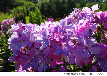 Phlox paniculata, fall phlox, garden phlox, perennial phlox. Phlox is a genus of 68 species of perennial and annual plants in the family Polemoniaceae. Pink purple flowers close up. 103021222