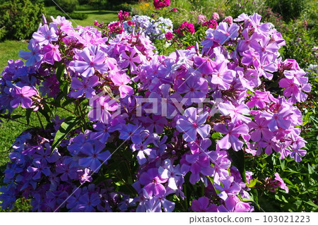 Phlox paniculata, fall phlox, garden phlox, perennial phlox. Phlox is a genus of 68 species of perennial and annual plants in the family Polemoniaceae. Pink purple flowers close up. 103021223