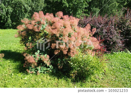 Cotinus coggygria, syn. Rhus cotinus, the European smoketree, Eurasian smoketree, smoke tree, smoke bush, Venetian sumach, or dyer's sumach, is a species of flowering plant in the family Anacardiaceae Cotinus coggygria, syn. Rhus cotinus, the European smoketree, Eurasian smoketree, smoke tree, smoke bush, Venetian sumach, or dyer's sumach, is a species of flowering plant in the family Anacardiaceae 103021233