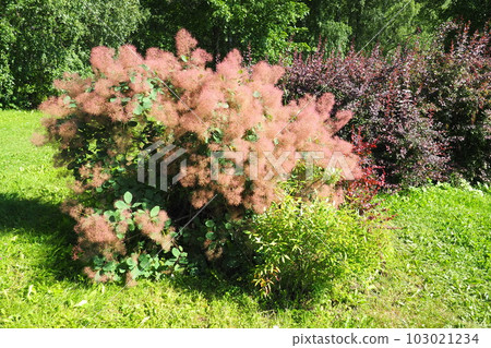 Cotinus coggygria, syn. Rhus cotinus, the European smoketree, Eurasian smoketree, smoke tree, smoke bush, Venetian sumach, or dyer's sumach, is a species of flowering plant in the family Anacardiaceae Cotinus coggygria, syn. Rhus cotinus, the European smoketree, Eurasian smoketree, smoke tree, smoke bush, Venetian sumach, or dyer's sumach, is a species of flowering plant in the family Anacardiaceae 103021234