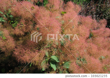Cotinus coggygria, syn. Rhus cotinus, the European smoketree, Eurasian smoketree, smoke tree, smoke bush, Venetian sumach, or dyer's sumach, is a species of flowering plant in the family Anacardiaceae Cotinus coggygria, syn. Rhus cotinus, the European smoketree, Eurasian smoketree, smoke tree, smoke bush, Venetian sumach, or dyer's sumach, is a species of flowering plant in the family Anacardiaceae 103021235