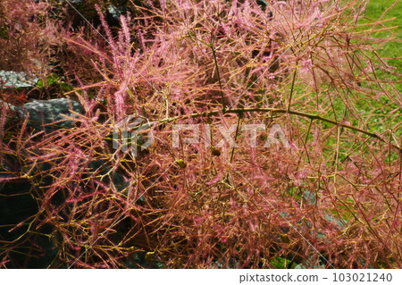 Cotinus coggygria, syn. Rhus cotinus, the European smoketree, Eurasian smoketree, smoke tree, smoke bush, Venetian sumach, or dyer's sumach, is a species of flowering plant in the family Anacardiaceae Cotinus coggygria, syn. Rhus cotinus, the European smoketree, Eurasian smoketree, smoke tree, smoke bush, Venetian sumach, or dyer's sumach, is a species of flowering plant in the family Anacardiaceae 103021240
