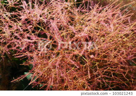 Cotinus coggygria, syn. Rhus cotinus, the European smoketree, Eurasian smoketree, smoke tree, smoke bush, Venetian sumach, or dyer's sumach, is a species of flowering plant in the family Anacardiaceae 103021243