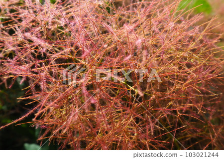 Cotinus coggygria, syn. Rhus cotinus, the European smoketree, Eurasian smoketree, smoke tree, smoke bush, Venetian sumach, or dyer's sumach, is a species of flowering plant in the family Anacardiaceae 103021244