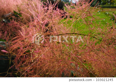 Cotinus coggygria, syn. Rhus cotinus, the European smoketree, Eurasian smoketree, smoke tree, smoke bush, Venetian sumach, or dyer's sumach, is a species of flowering plant in the family Anacardiaceae 103021245
