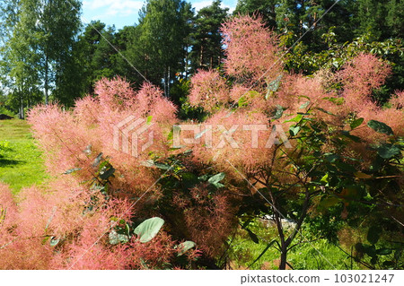 Cotinus coggygria, syn. Rhus cotinus, the European smoketree, Eurasian smoketree, smoke tree, smoke bush, Venetian sumach, or dyer's sumach, is a species of flowering plant in the family Anacardiaceae 103021247