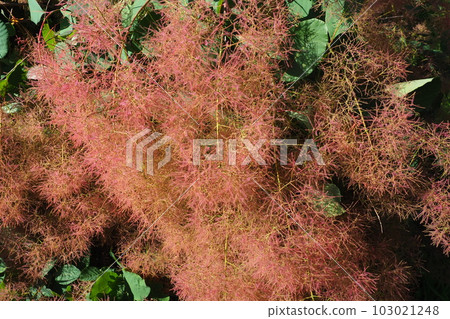 Cotinus coggygria, syn. Rhus cotinus, the European smoketree, Eurasian smoketree, smoke tree, smoke bush, Venetian sumach, or dyer's sumach, is a species of flowering plant in the family Anacardiaceae Cotinus coggygria, syn. Rhus cotinus, the European smoketree, Eurasian smoketree, smoke tree, smoke bush, Venetian sumach, or dyer's sumach, is a species of flowering plant in the family Anacardiaceae 103021248