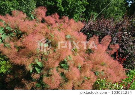 Cotinus coggygria, syn. Rhus cotinus, the European smoketree, Eurasian smoketree, smoke tree, smoke bush, Venetian sumach, or dyer's sumach, is a species of flowering plant in the family Anacardiaceae Cotinus coggygria, syn. Rhus cotinus, the European smoketree, Eurasian smoketree, smoke tree, smoke bush, Venetian sumach, or dyer's sumach, is a species of flowering plant in the family Anacardiaceae 103021254