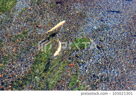 在湧玉池塘游泳的鱒魚 103021301